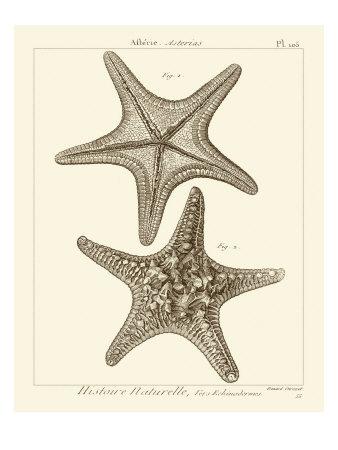 Attractive Starfish art for sale, Posters and Prints photograph relating to Starfish Poem Printable identify Eye-catching Starfish art for sale, Posters and Prints